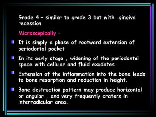 Grade 4 –  similar  to grade 3 but with  gingival recession Microscopically – It is simply a phase of rootward extension of periodontal pocket In its early stage , widening of the periodontal space with cellular and fluid exudates Extension of the inflammation into the bone leads to bone resorption and reduction in height. Bone destruction pattern may produce horizontal or angular , and very frequently craters in interradicular area.   