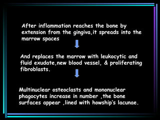 After inflammation reaches the bone by extension from the gingiva,it spreads into the marrow spaces  And replaces the marrow with leukocytic and fluid exudate,new blood vessel, & proliferating fibroblasts. Multinuclear osteoclasts and mononuclear phagocytes increase in number ,the bone surfaces appear ,lined with howship’s lacunae. 