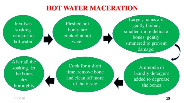 Bone maceration