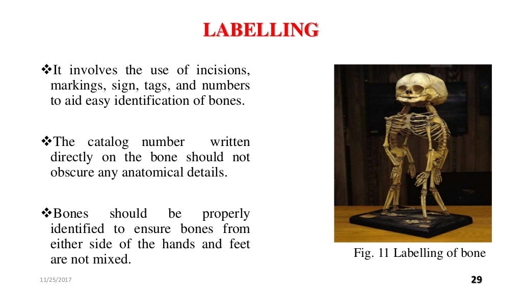 Bone maceration