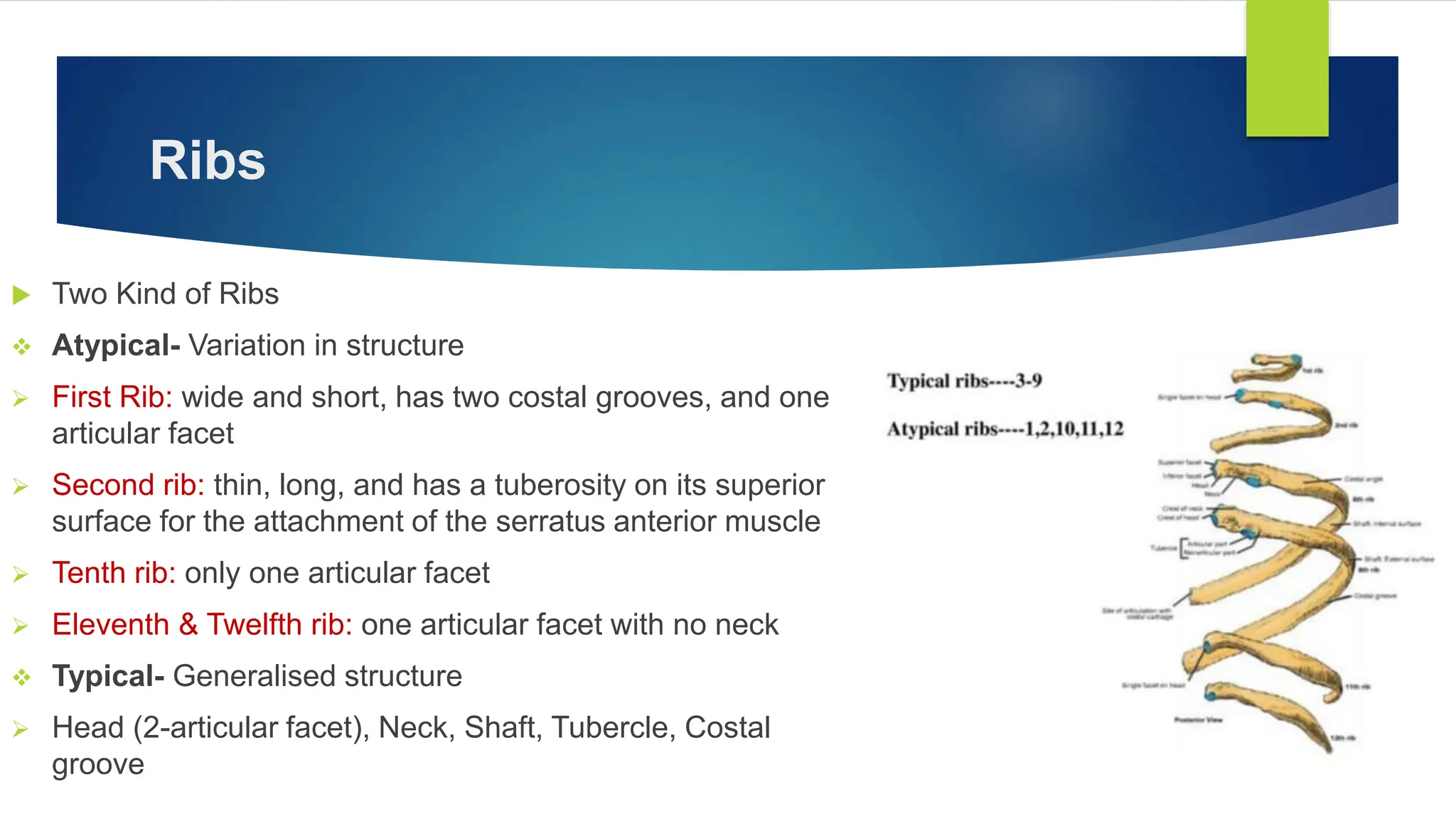 BONE MARKINGS Part 3 by Dr. Rabia Inam Gandapore.pptx