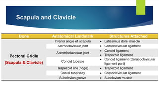 Conoid Ridge BONE MARKINGS Part 3 by Dr. Rabia Inam Gandapore.pptx
