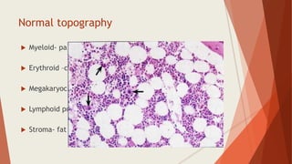 Normal topography
 Myeloid- paratrabecular, mature cells towards centre
 Erythroid –centre in colonies
 Megakaryocytes- centre around sinusoids
 Lymphoid precursers- periarteriolar region
 Stroma- fat cell, fibroblast, reticulin fibres
 