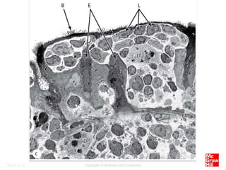 Bone marrow histology and blood histology | PPTX