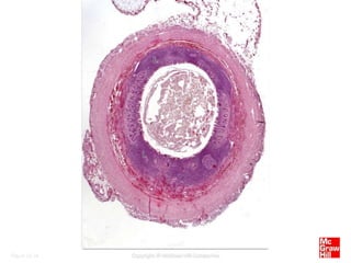 Bone marrow histology and blood histology | PPTX
