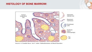 HISTOLOGY OF BONE MARROW:
 