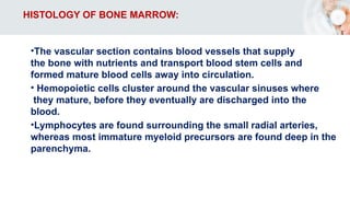 HISTOLOGY OF BONE MARROW:
•The vascular section contains blood vessels that supply
the bone with nutrients and transport blood stem cells and
formed mature blood cells away into circulation.
• Hemopoietic cells cluster around the vascular sinuses where
they mature, before they eventually are discharged into the
blood.
•Lymphocytes are found surrounding the small radial arteries,
whereas most immature myeloid precursors are found deep in the
parenchyma.
 