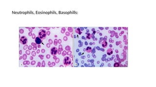 Neutrophils, Eosinophils, Basophills:
 