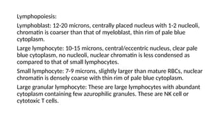 Lymphopoiesis:
Lymphoblast: 12-20 microns, centrally placed nucleus with 1-2 nucleoli,
chromatin is coarser than that of myeloblast, thin rim of pale blue
cytoplasm.
Large lymphocyte: 10-15 microns, central/eccentric nucleus, clear pale
blue cytoplasm, no nucleoli, nuclear chromatin is less condensed as
compared to that of small lymphocytes.
Small lymphocyte: 7-9 microns, slightly larger than mature RBCs, nuclear
chromatin is densely coarse with thin rim of pale blue cytoplasm.
Large granular lymphocyte: These are large lymphocytes with abundant
cytoplasm containing few azurophilic granules. These are NK cell or
cytotoxic T cells.
 