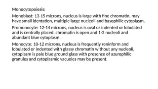 Monocytopoiesis:
Monoblast: 13-15 microns, nucleus is large with fine chromatin, may
have small identation, multiple large nucleoli and basophilic cytoplasm.
Promonocyte: 12-14 microns, nucleus is oval or indented or lobulated
and is centrally placed, chromatin is open and 1-2 nucleoli and
abundant blue cytoplasm.
Monocyte: 10-12 microns, nucleus is frequently reninform and
lobulated or indented with glassy chromatin without any nucleoli,
cytoplasm is pale blue ground glass with presence of azurophilic
granules and cytoplasmic vacuoles may be present.
 