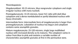 Thrombopoiesis:
Megakaryoblast: 10-15 microns, blue nongranular cytoplasm and single
irregular nucleus with many nucleoli.
Promegakaryocyte: 15-25 microns, lower N:C ratio with dark blue
cytoplasm and a dense nonlobulated or partly lobulated nucleus with
heavy chromatin.
Intermediate form: Intermediate form of megakaryocytes is larger than
promegakaryocyte. Lobulation of nucleus has begun and cytoplasm
contains some azurophilic granules.
Mature megakaryocyte: 25-120 microns, single large multilobed
nucleus with increased density as its matures. The cytoplasm varies in
colour from blue to pink and contains a variable number of
characteristics azurophilic granules at first in the perinuclear zone.
 