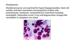 Myelopoiesis:
Myeloid precursor are examined for hyper/hypogranulation, blast cell
number and their maturation and proportion of blast cells:
promyelocyte: myelocyte: metamyelocyte: band form including
neutrophils. Maturation arrest, if any and degenerative changes like
vacuolation in cytoplasm are noted.
 