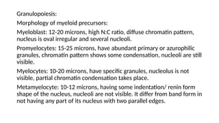 Granulopoiesis:
Morphology of myeloid precursors:
Myeloblast: 12-20 microns, high N:C ratio, diffuse chromatin pattern,
nucleus is oval irregular and several nucleoli.
Promyelocytes: 15-25 microns, have abundant primary or azurophilic
granules, chromatin pattern shows some condensation, nucleoli are still
visible.
Myelocytes: 10-20 microns, have specific granules, nucleolus is not
visible, partial chromatin condensation takes place.
Metamyelocyte: 10-12 microns, having some indentation/ renin form
shape of the nucleus, nucleoli are not visible. It differ from band form in
not having any part of its nucleus with two parallel edges.
 
