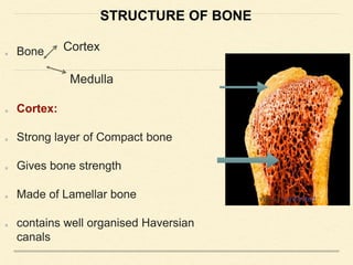 STRUCTURE OF BONE
Bone
Cortex:
Strong layer of Compact bone
Gives bone strength
Made of Lamellar bone
contains well organised Haversian
canals
Cortex
Medulla
 