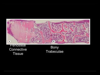 Periosteal
Connective
Tissue
Bony
Trabeculae
 