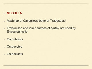 MEDULLA
Made up of Cancellous bone or Trabeculae
Trabeculae and inner surface of cortex are lined by
Endosteal cells
Osteoblasts
Osteocytes
Osteoclasts
 