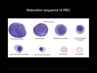 Maturation sequence of RBC
 