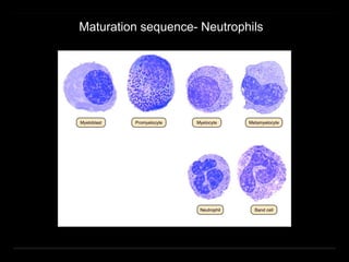 Maturation sequence- Neutrophils
 