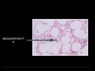 MEGAKARYOCYT
E
 