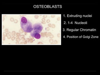 OSTEOBLASTS
1. Extruding nuclei
2. 1-4 Nucleoli
3. Regular Chromatin
4. Position of Golgi Zone
 