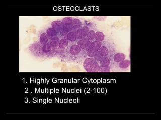 OSTEOCLASTS
1. Highly Granular Cytoplasm
2 . Multiple Nuclei (2-100)
3. Single Nucleoli
 