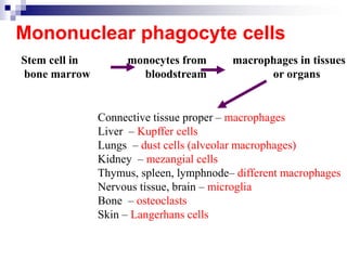 Bone_marrow_and_blood_2020.pdf bone marrow ppt | PDF