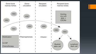 Bone marrow and peripheral Hematopoietic stem cell collection and ...