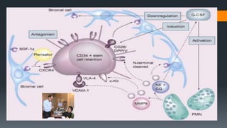 Bone marrow and peripheral Hematopoietic stem cell collection and ...