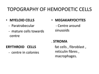 TOPOGRAPHY OF HEMOPOETIC CELLS
• MYELOID CELLS
- Paratrabecular
- mature cells towards
centre
ERYTHROID CELLS
- centre in colonies
• MEGAKARYOCYTES
- Centre around
sinusoids
. STROMA
fat cells , fibroblast ,
reticulin fibres ,
macrophages.
 