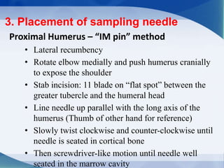 3. Placement of sampling needle
Proximal Humerus – “IM pin” method
• Lateral recumbency
• Rotate elbow medially and push humerus cranially
to expose the shoulder
• Stab incision: 11 blade on “flat spot” between the
greater tubercle and the humeral head
• Line needle up parallel with the long axis of the
humerus (Thumb of other hand for reference)
• Slowly twist clockwise and counter-clockwise until
needle is seated in cortical bone
• Then screwdriver-like motion until needle well
seated in the marrow cavity
 