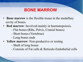 BONE MARROW
• Bone marrow is the flexible tissue in the medullary
cavity of bones.
• Red marrow: Involved mainly in haematopoiesis.
- Flat bones (Ribs, Pelvis, Cranial bones)
- Short bones (Vertebrae)
- Long bones ends
• Yellow marrow: Non-productive or resting
- Shaft of long bones
- Consists of Fat cells & Reticulo-Endothelial cells
 