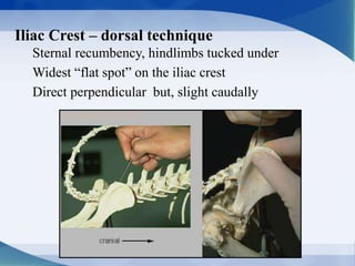Iliac Crest – dorsal technique
Sternal recumbency, hindlimbs tucked under
Widest “flat spot” on the iliac crest
Direct perpendicular but, slight caudally
 