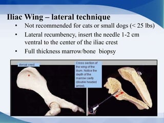 Iliac Wing – lateral technique
• Not recommended for cats or small dogs (< 25 lbs)
• Lateral recumbency, insert the needle 1-2 cm
ventral to the center of the iliac crest
• Full thickness marrow/bone biopsy
 