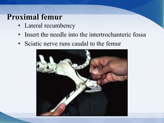 Proximal femur
• Lateral recumbency
• Insert the needle into the intertrochanteric fossa
• Sciatic nerve runs caudal to the femur
 