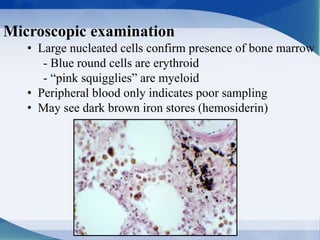 Microscopic examination
• Large nucleated cells confirm presence of bone marrow
- Blue round cells are erythroid
- “pink squigglies” are myeloid
• Peripheral blood only indicates poor sampling
• May see dark brown iron stores (hemosiderin)
 