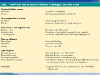 Bone marrow biopsy in animals   Veterinary Diagnostics