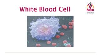 White Blood Cell
 