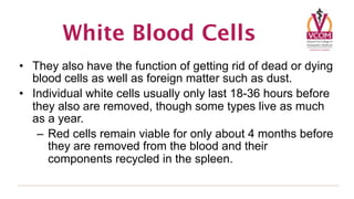 White Blood Cells
• They also have the function of getting rid of dead or dying
  blood cells as well as foreign matter such as dust.
• Individual white cells usually only last 18-36 hours before
  they also are removed, though some types live as much
  as a year.
   – Red cells remain viable for only about 4 months before
     they are removed from the blood and their
     components recycled in the spleen.
 