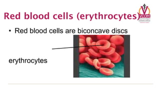 Red blood cells (erythrocytes)
 • Red blood cells are biconcave discs



 erythrocytes
 