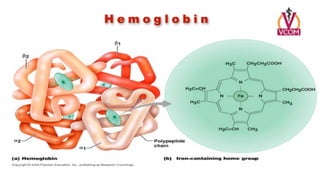 Hemoglobin
 