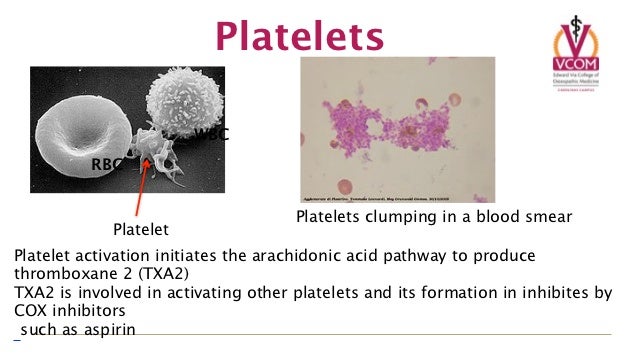Bone marrow blood comp (8) Bone marrow blood comp (8)