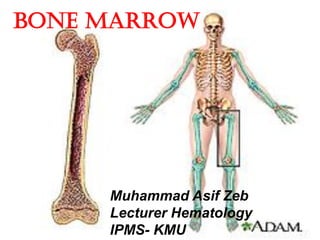 Bone marrow
Muhammad Asif Zeb
Lecturer Hematology
IPMS- KMU
 