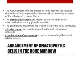 ARRANGEMENT OF HEMATOPOETIC
CELLS IN THE BONE MARROW
• The hematopoetic cells are present as cords between the vascular
sinusoids and are supported by a framework of branching processes
of fibroblasts and reticulin fibres.
• The erythroid precursors are present as clusters and closely
associated with centrally placed sinusoids.
• The granulocyte precursors are located close to the bony trabeculae.
• Megakaryocytes are closely apposed to the walls of vascular
sinusoids.
• Lymphocytes and plasma cells are present around capillaries and
arterial vessels.
 
