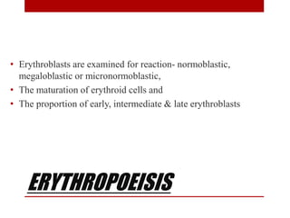 ERYTHROPOEISIS
• Erythroblasts are examined for reaction- normoblastic,
megaloblastic or micronormoblastic,
• The maturation of erythroid cells and
• The proportion of early, intermediate & late erythroblasts
 