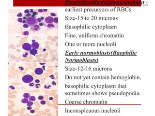 Proerythroblasts/pronormoblast -
earliest precursors of RBCs
Size-15 to 20 microns
Basophilic cytoplasm
Fine, uniform chromatin
One or more nucleoli
Early normoblasts(Baophilic
Normoblasts)
Size-12-16 microns
Do not yet contain hemoglobin.
basophilic cytoplasm that
sometimes shows pseudopodia.
Coarse chromatin
Inconspicuous nucleoli
 