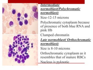 Intermediate
normoblast(Polychromatic
normoblast)
Size-12-15 microns
Polychromatic cytoplasm because
of presence of both blue RNA and
pink Hb
Clumped chromatin
Late normoblast( Orthochromatic
normoblast)
Size is 8-10 microns
Orthochromatic cytoplasm as it
resembles that of mature RBCs
Nucleus is pyknotic
 