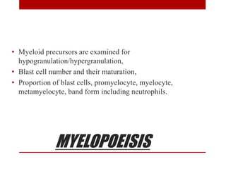 MYELOPOEISIS
• Myeloid precursors are examined for
hypogranulation/hypergranulation,
• Blast cell number and their maturation,
• Proportion of blast cells, promyelocyte, myelocyte,
metamyelocyte, band form including neutrophils.
 