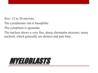 MYELOBLASTS
Size -12 to 20 microns.
The cytoplasmic rim is basophilic
The cytoplasm is agranular
The nucleus shows a very fine, dense chromatin structure, many
nucleoli, which generally are distinct and pale blue.
 