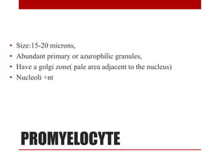 PROMYELOCYTE
• Size:15-20 microns,
• Abundant primary or azurophilic granules,
• Have a golgi zone( pale area adjacent to the nucleus)
• Nucleoli +nt
 
