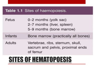 SITES OF HEMATOPOESIS
 